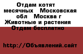 Отдам котят 1.5 месячных - Московская обл., Москва г. Животные и растения » Отдам бесплатно   